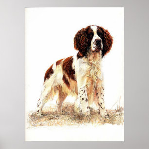 Englisch Springer Spanisch Dog Portrait Poster Pri