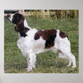 Englisch Springer Spanisch Dog Portrait Poster Pri (Vorne)