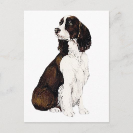 Englisch Springer Spanisch Dog Postcard Postkarte (Vorderseite)