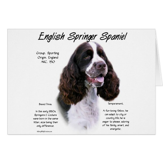 Englisch Springer Spanisch (Leber) Historisches De (Vorderseite (Horizontal))