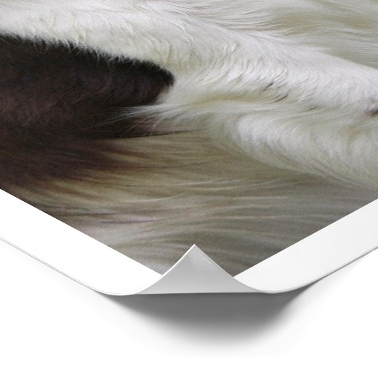 Englisch Springer Spanisch Licking Lips Poster (Ecke)