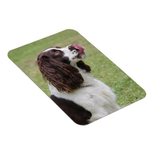 Englisch Springer Spanisch Licking Nose Magnet (Rechte Seite)