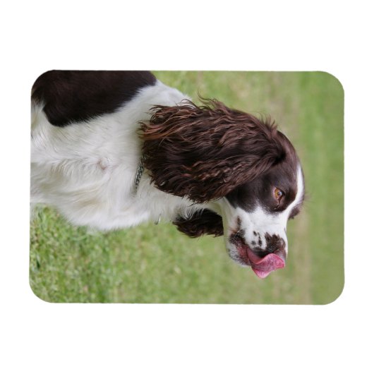Englisch Springer Spanisch Licking Nose Magnet (Horizontal)