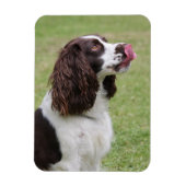 Englisch Springer Spanisch Licking Nose Magnet (Vertikal)