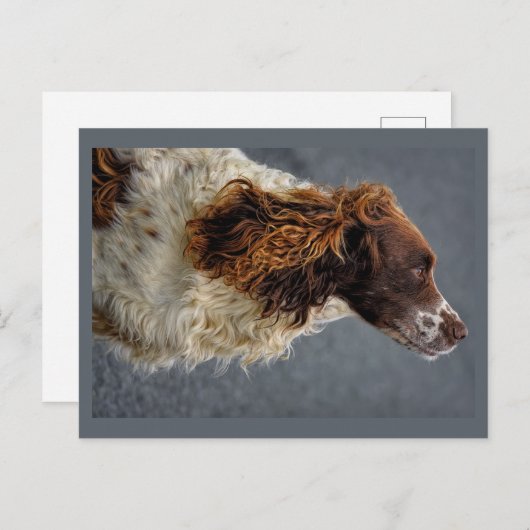 Englisch Springer Spanisch Liver & White sehen auf Postkarte (Vorne/Hinten)