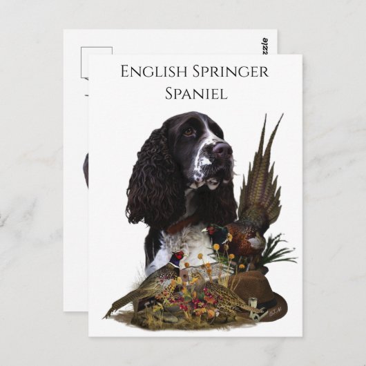 Englisch Springer Spanisch mit Fasan Postkarte (Vorne/Hinten)