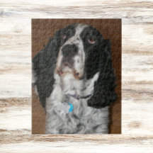 Englisch Springer Spanisch Pet Foto