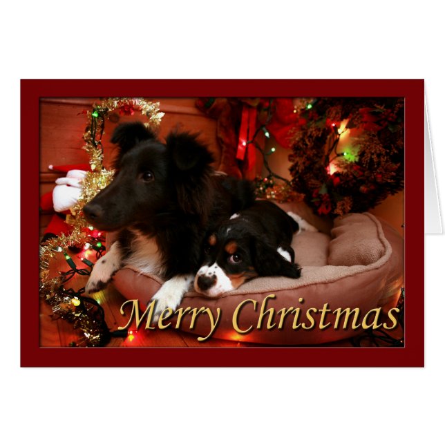 Englisch Springer Spanisch, Springer Spaniel, Span (Vorderseite (Horizontal))