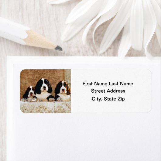 Englisch Springer Spanische Welpen (Insitu)