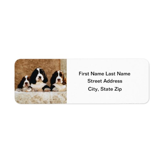 Englisch Springer Spanische Welpen (Vorne)