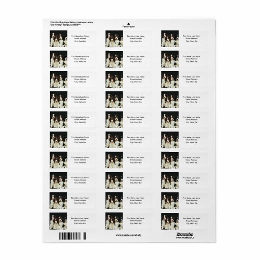 Englisch Springer Spanische Welpen (2) (Vorne)