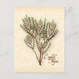Englisch Thyme Herb Postcard anpassen Postkarte