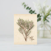 Englisch Thyme Herb Postcard anpassen Postkarte (Stehend Vorderseite)