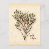 Englisch Thyme Herb Postcard anpassen Postkarte (Vorderseite)
