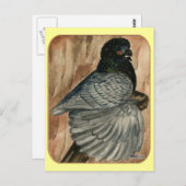 Englisch Trumpeter Pigeon: 1980 Andalusien Postkarte (Vorne/Hinten)