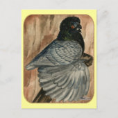 Englisch Trumpeter Pigeon: 1980 Andalusien Postkarte (Vorderseite)
