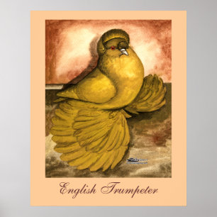 Englisch Trumpeter Pigeon Yellow Self Poster