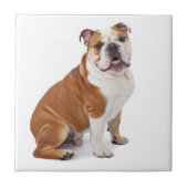 Englische britische Bulldogge Fliese (Vorderseite)