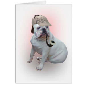 Englische Bulldogge