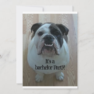 Englische Bulldogge Coole Junggesellenabschied-Ein Einladung
