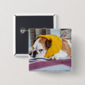 Englische Bulldogge Getty Bild-| Button (Vorne & Hinten)
