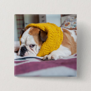 Englische Bulldogge Getty Bild-  Button