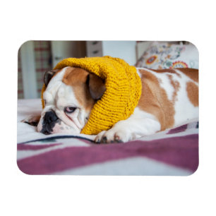 Englische Bulldogge Getty Bild- Magnet
