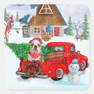 Englische Bulldogge im Weihnachtslieferwagen Schne Quadratischer Aufkleber