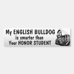 Englische Bulldogge - intelligenter als Student - Autoaufkleber