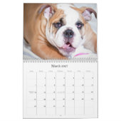 Englische Bulldogge Kalender (Mär 2027)