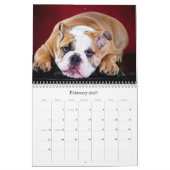 Englische Bulldogge Kalender (Feb 2027)
