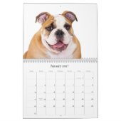 Englische Bulldogge Kalender (Jan 2027)