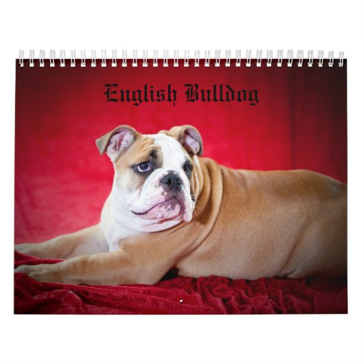 Englische Bulldogge Kalender (Titelbild)