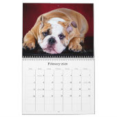 Englische Bulldogge Kalender (Feb 2026)