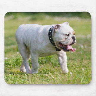 Englische Bulldogge Mousepad