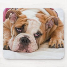 Englische Bulldogge