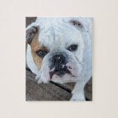 Englische Bulldogge Puzzle (Vertikal)