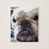 Englische Bulldogge Puzzle (Vertikal)