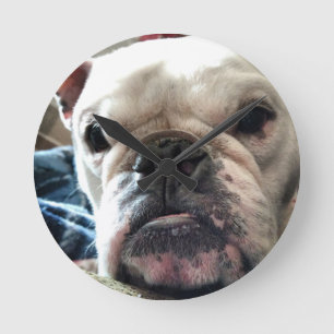 Englische Bulldogge Runde Wanduhr