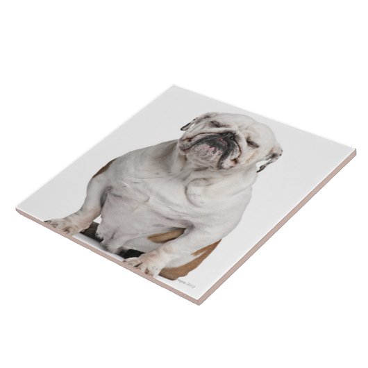 Englische Bulldogge, sitzend vor Weiß Fliese (Seite)