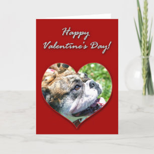 Englische Bulldogge Valentinstag-Karte Feiertagskarte