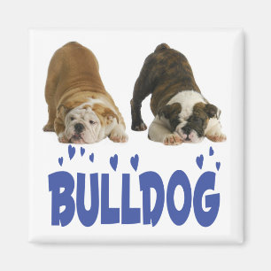 Englische Bulldogge Welpenliebe Magnet