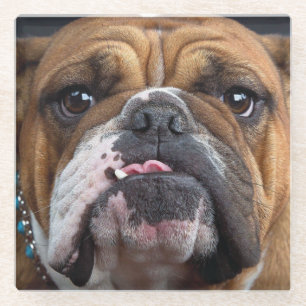 Englische Bulldogge Wurf Kissen Glasuntersetzer