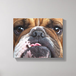 Englische Bulldogge Wurf Kissen Leinwanddruck