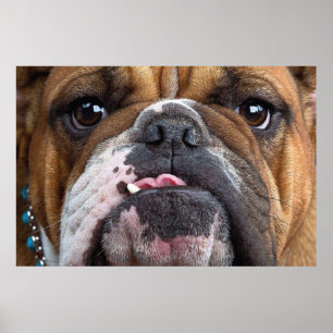 Englische Bulldogge Wurf Kissen Poster