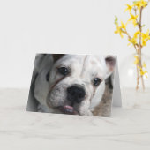 Englische Bulldoggen-Gruß-Karte Karte (Gelbe Blume)