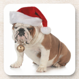 Englische Bulldoggen-tragende Weihnachtsmannmütze Getränkeuntersetzer