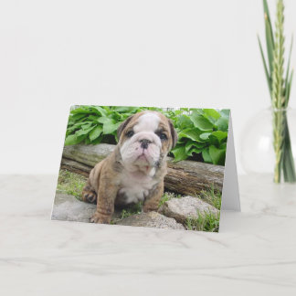 Englische Bulldoggen-Welpen-Gruß-Karte Karte