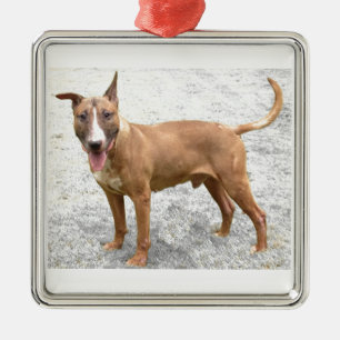 Englische Bullterrier-Verzierung Silbernes Ornament