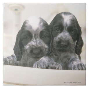 Englische Cocker spaniel ist eine Zucht des Fliese